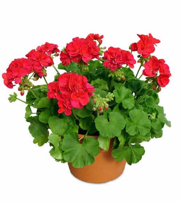 تصویر 4 از قیمت گل شمعدانی هلندی بنفش + خرید باور نکردنی